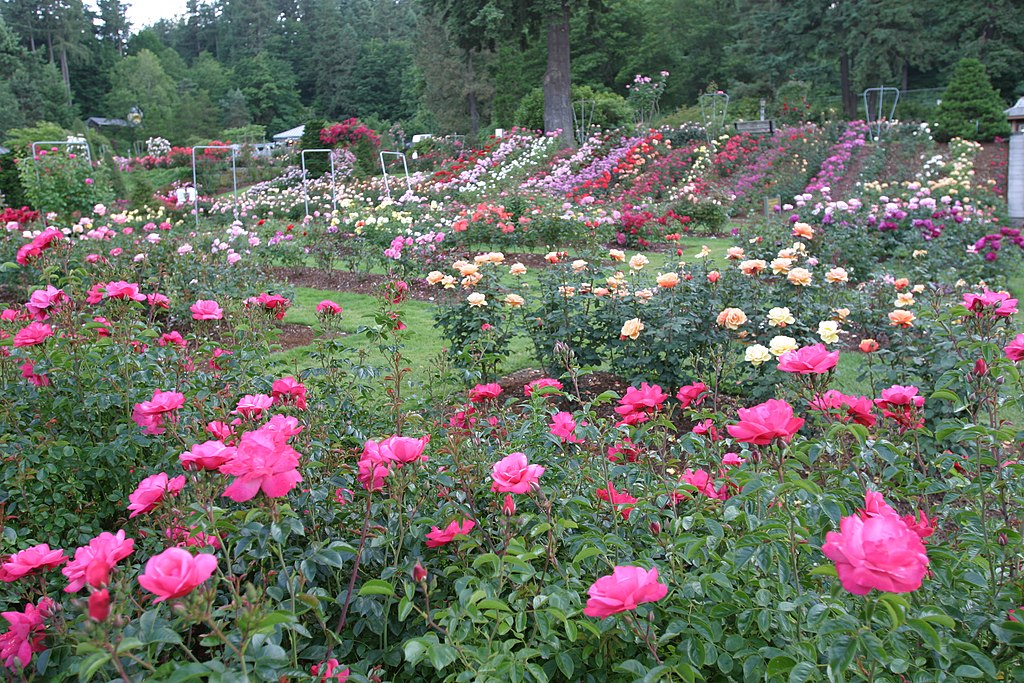 Flowers at the Rose Test Garden in Portland, Oregon.