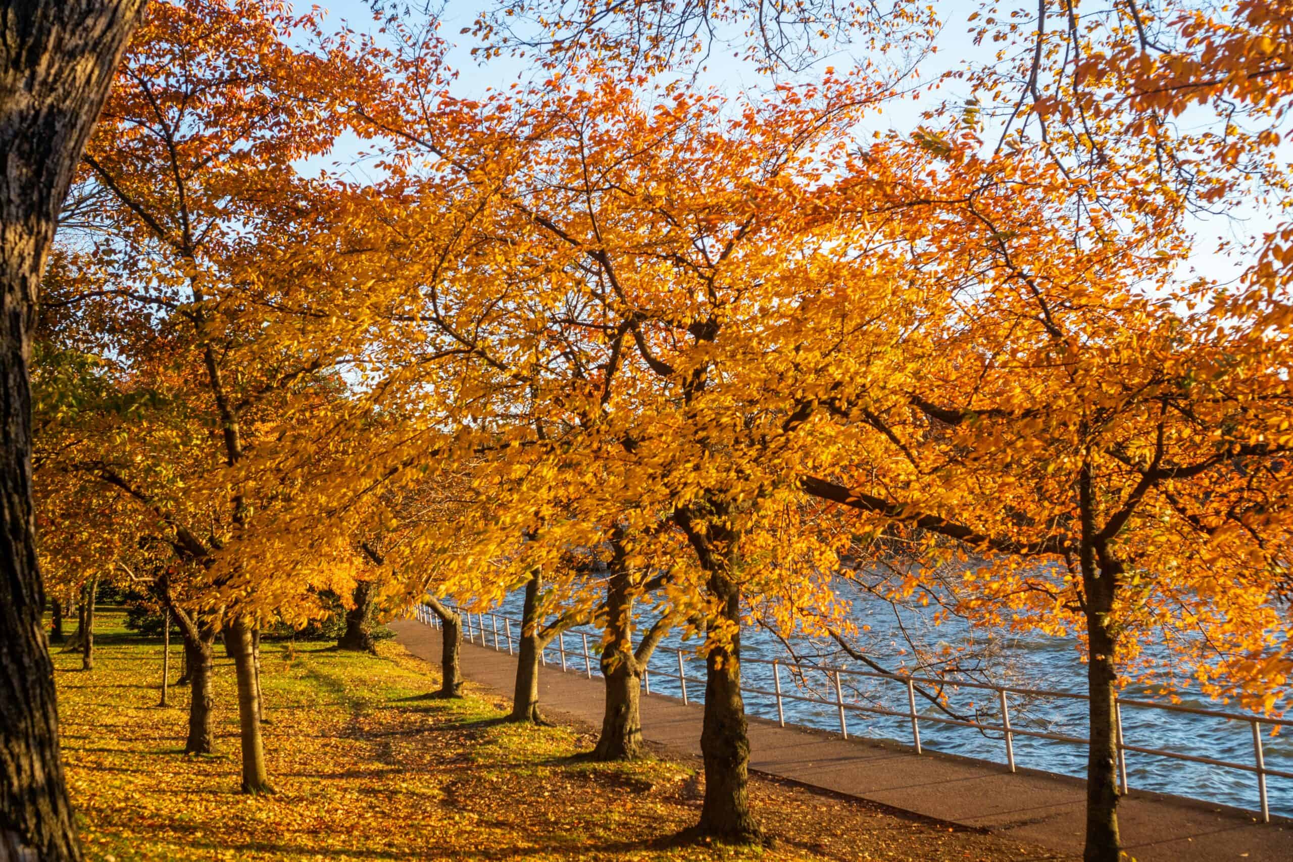 Trees with yellow autumn colors at Tidal Basin in Washington D.C.